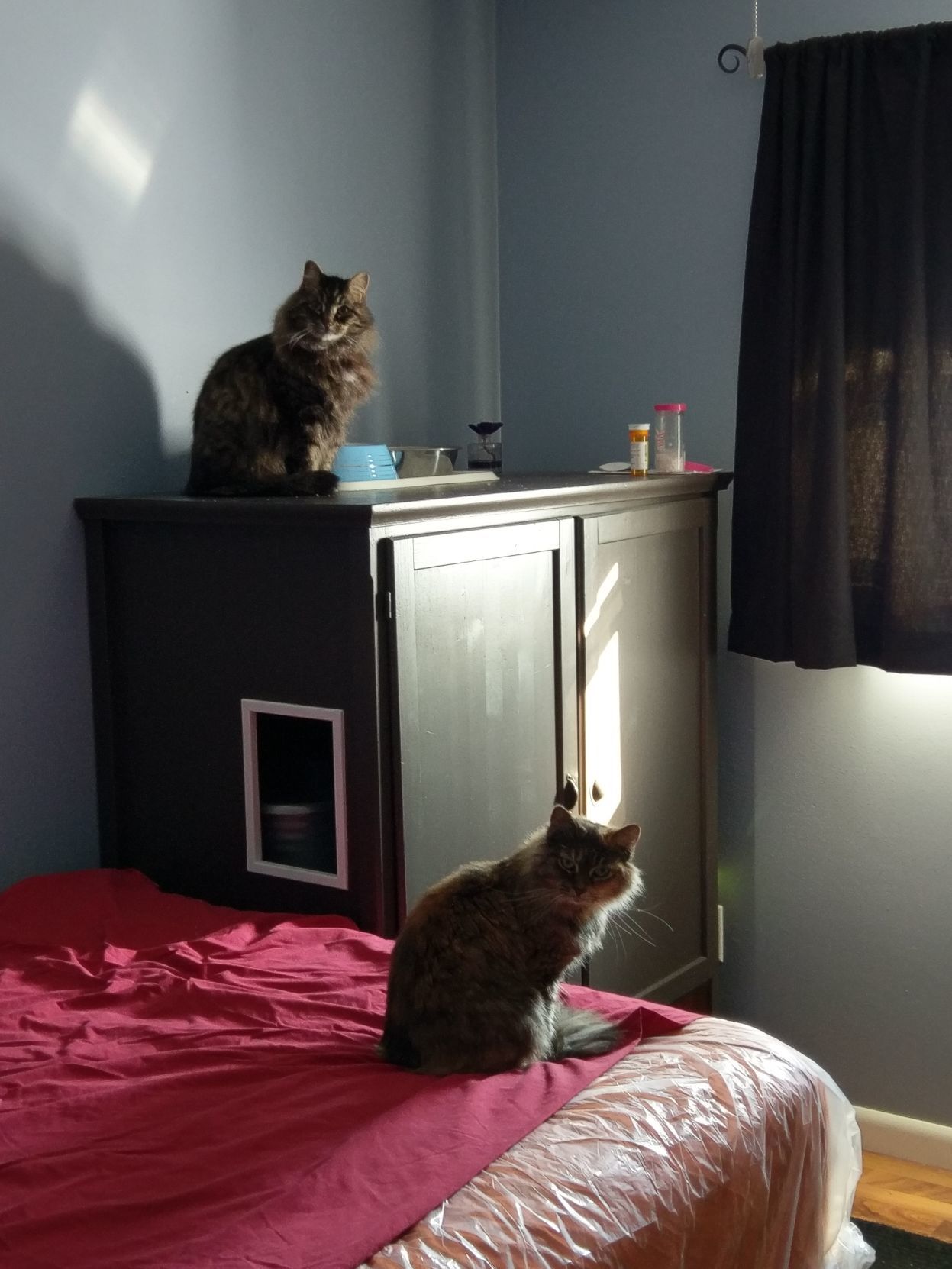 Pets